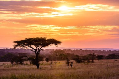 Akasya ağaçları ile Afrika savanasında gün batımı, Tanzanya Serengeti Safari