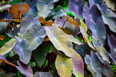 Doğada Yapı - Güzel tasarım ve yapı ile Yaprak