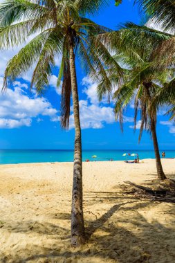 Surin plaj, altın kum, kristal su ve palmiye ağaçları ile Paradise plaj, Phuket Adası Patong alan, Tropikal seyahat hedef, Tayland