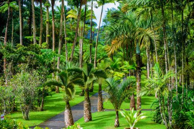 Balata Garden, Martinik - Asma köprüler ile tropikal karayip adasında Paradise botanik bahçesi - Fransa