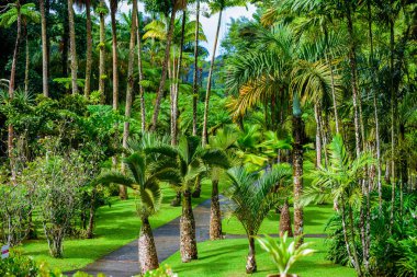 Balata Garden, Martinique - Paradise botanic garden on tropical caribbean island with suspension bridges - France clipart