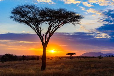 Akasya ağaçları ile Afrika savanasında gün batımı, Tanzanya Serengeti Safari