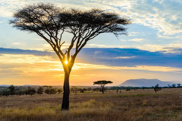 Akasya Ağaçları Ile Afrika Savanasında Gün Batımı Tanzanya Serengeti Safari — Stok fotoğraf