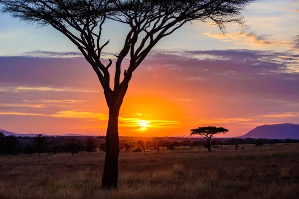 Puesta Sol Sabana África Con Árboles Acacia Safari Serengeti Tanzania — Foto de Stock