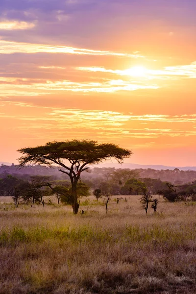 Pôr Sol Savana África Com Árvores Acácia Safari Serengeti Tanzânia — Fotografia de Stock