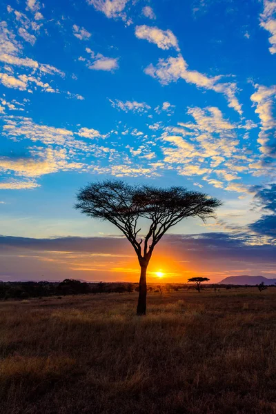 Puesta Sol Sabana África Con Árboles Acacia Safari Serengeti Tanzania — Foto de Stock