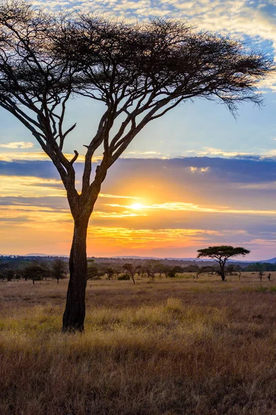 Zachód Słońca Sawannie Afryki Akacji Safari Serengeti Tanzanii — Zdjęcie stockowe