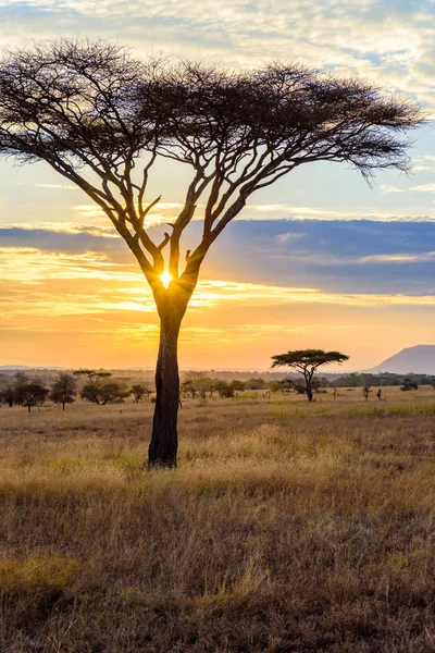 Akasya Ağaçları Ile Afrika Savanasında Gün Batımı Tanzanya Serengeti Safari — Stok fotoğraf