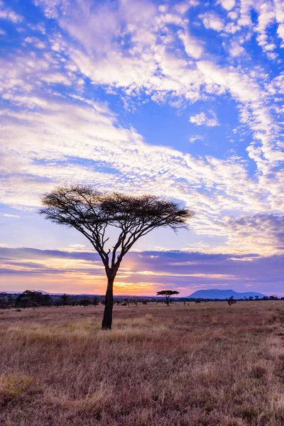 Akasya Ağaçları Ile Afrika Savanasında Gün Batımı Tanzanya Serengeti Safari — Stok fotoğraf