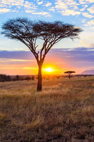 Закат в саванне Африки с деревьями акации, сафари в Серенгети Танзании
