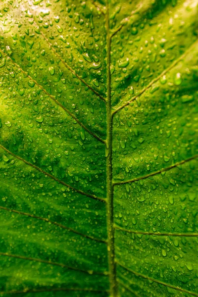 Structure in Nature - Leaf with beautiful design and structure