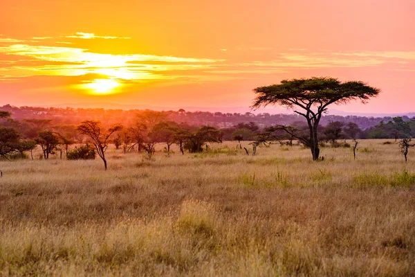 アカシアの木とアフリカのサバンナの夕日 タンザニアのセレンゲティのサファリ — ストック写真