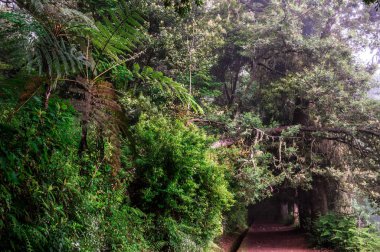 Ribeiro Frio 'da Levada dos Balcoes yürüyüş parkurunda Vereda dos Balcoes, Ribeiro Frio Ormanı, Madeira Portekiz