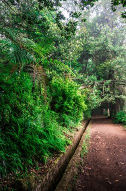 Ribeiro Frio 'da Levada dos Balcoes yürüyüş parkurunda Vereda dos Balcoes, Ribeiro Frio Ormanı, Madeira Portekiz