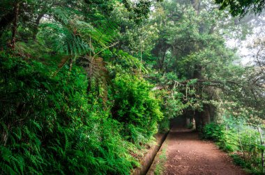 Ribeiro Frio 'da Levada dos Balcoes yürüyüş parkurunda Vereda dos Balcoes, Ribeiro Frio Ormanı, Madeira Portekiz