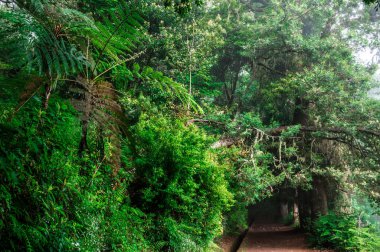 Ribeiro Frio 'da Levada dos Balcoes yürüyüş parkurunda Vereda dos Balcoes, Ribeiro Frio Ormanı, Madeira Portekiz