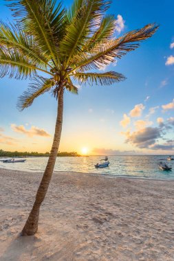 Akumal bay - Riviera Maya Karayip beyaz plaj, Yucatan ve Quintana Roo kıyıları, Meksika