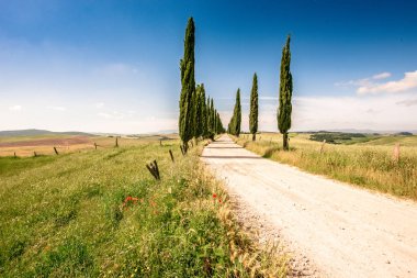 İtalyan selvi ağaçları sokak ve kırsal peyzaj çiftlik evine beyaz bir yol. İtalya'nın Toskana kırsalı, İtalya, Avrupa.