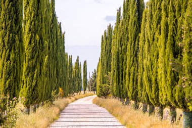 İtalyan selvi ağaçları sokak ve kırsal peyzaj çiftlik evine beyaz bir yol. İtalya'nın Toskana kırsalı, İtalya, Avrupa.