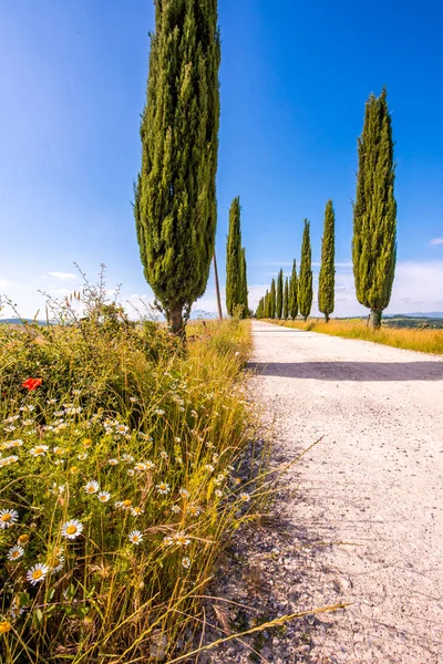 Árvores Cipreste Italiano Beco Uma Estrada Branca Para Fazenda Paisagem — Fotografia de Stock