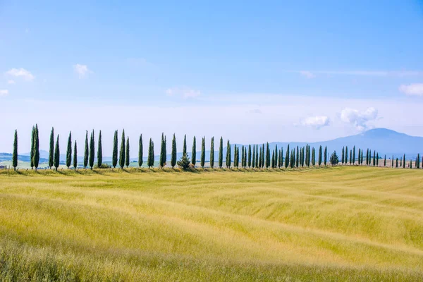 Vicolo Dei Cipressi Italiani Strada Bianca Colonica Nel Paesaggio Rurale — Foto Stock