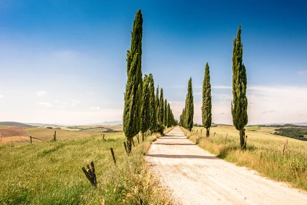 Italian Cypress Trees Alley White Road Farmhouse Rural Landscape Italian — Stock Photo, Image