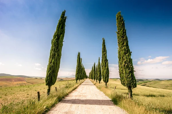 Italienische Zypressenallee Und Eine Weiße Straße Zum Bauernhaus Ländlicher Landschaft — Stockfoto