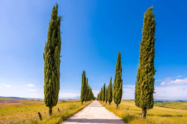 Italienische Zypressenallee Und Eine Weiße Straße Zum Bauernhaus Ländlicher Landschaft — Stockfoto