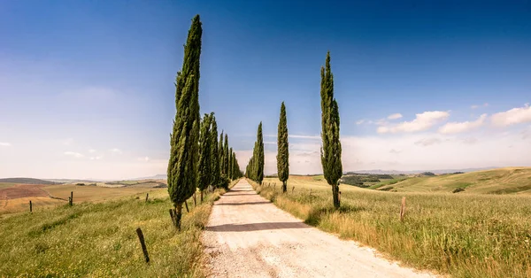 Italian Cypress Trees Alley White Road Farmhouse Rural Landscape Italian — Stock Photo, Image