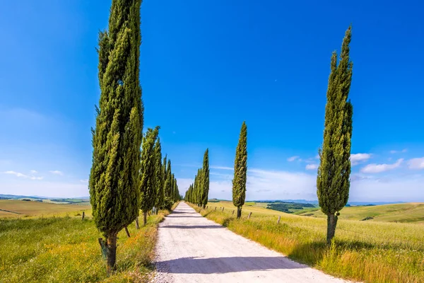 意大利柏树小巷和一条通往农舍的白色道路 在乡村景观中 托斯卡纳的意大利乡村 意大利 — 图库照片