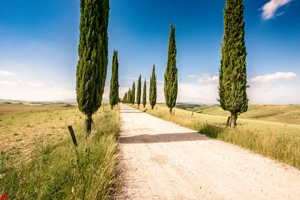 Italian Cypress Trees Alley White Road Farmhouse Rural Landscape Italian — Stock Photo, Image