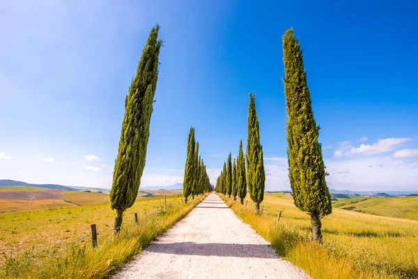 Italian Cypress Trees Alley White Road Farmhouse Rural Landscape Italian — Stock Photo, Image