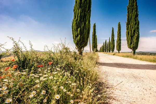 Italian Cypress Trees Alley White Road Farmhouse Rural Landscape Italian — Stock Photo, Image