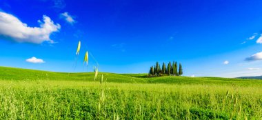 San Quirico Dorcia yakınlarındaki İtalyan selvi grubu - hava manzarası - Güzel manzara - Val Dorcia, Toskana, İtalya 