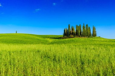 San Quirico Dorcia yakınlarındaki İtalyan selvi grubu - hava manzarası - Güzel manzara - Val Dorcia, Toskana, İtalya 