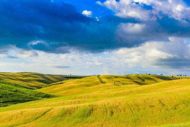 San Quirico Dorcia yakınlarındaki İtalyan selvi grubu - Güzel manzara - Val Dorcia, Tuscany, İtalya 