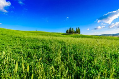 San Quirico Dorcia yakınlarındaki İtalyan selvi grubu - hava manzarası - Güzel manzara - Val Dorcia, Toskana, İtalya 