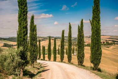 Beautiful landscape scenery of Tuscany in Italy - cypress trees along white road - aerial view -  close to Asciano, Tuscany, Italy clipart