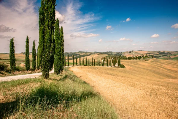 Beautiful Landscape Scenery Tuscany Italy Cypress Trees White Road Aerial — Stock Photo, Image