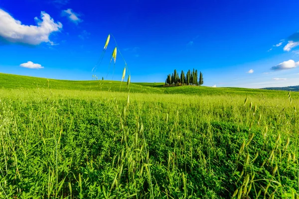San Quirico Dorcia yakınlarındaki İtalyan selvi grubu - hava manzarası - Güzel manzara - Val Dorcia, Toskana, İtalya 