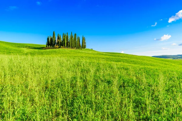 San Quirico Dorcia yakınlarındaki İtalyan selvi grubu - hava manzarası - Güzel manzara - Val Dorcia, Toskana, İtalya 