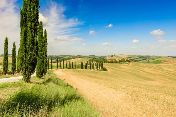 Güzel manzara sahne Toskana İtalya - selvi ağaçları beyaz yol boyunca - havadan görünümü - yakın Asciano, Toskana, İtalya