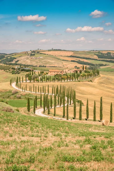 Pemandangan Indah Pemandangan Toscana Italia Pohon Sanobar Sepanjang Jalan Putih — Stok Foto