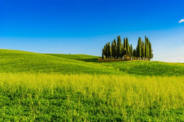 San Quirico Dorcia yakınlarındaki İtalyan selvi grubu - hava manzarası - Güzel manzara - Val Dorcia, Toskana, İtalya 