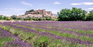 Gordes köyündeki lavanta tarlaları, Fransa 'nın Provence şehrinde küçük bir ortaçağ kasabası..