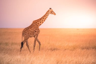 Gün batımında Savannah Serengeti Ulusal Parkı 'nda yalnız zürafa. Tanzanya 'nın vahşi doğası, Afrika. Safari Seyahat Hedefi.