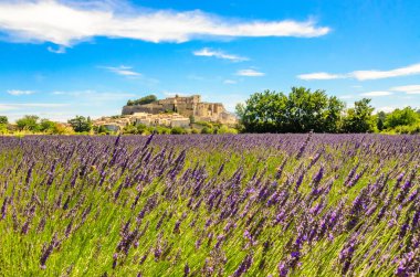 Gordes köyündeki lavanta tarlaları, Fransa 'nın Provence şehrinde küçük bir ortaçağ kasabası..
