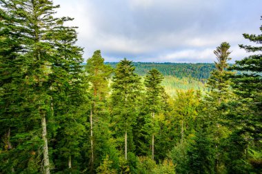 Bald Wildbad 'daki Kara Orman - sonbaharda ormandaki ağaçların güzel renkleri - Almanya' da seyahat yeri