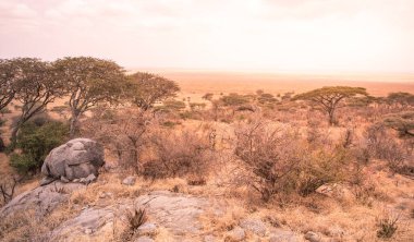 Güneş batarken Serengeti 'nin güzel çayırlarına Panorama manzarası, Tanzanya - Afrika' nın vahşi doğasında Safari
