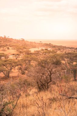 Güneş batarken Serengeti 'nin güzel çayırlarına Panorama manzarası, Tanzanya - Afrika' nın vahşi doğasında Safari
